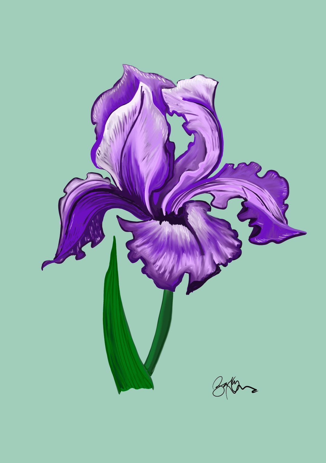 Iris Botanical Art Print Purple