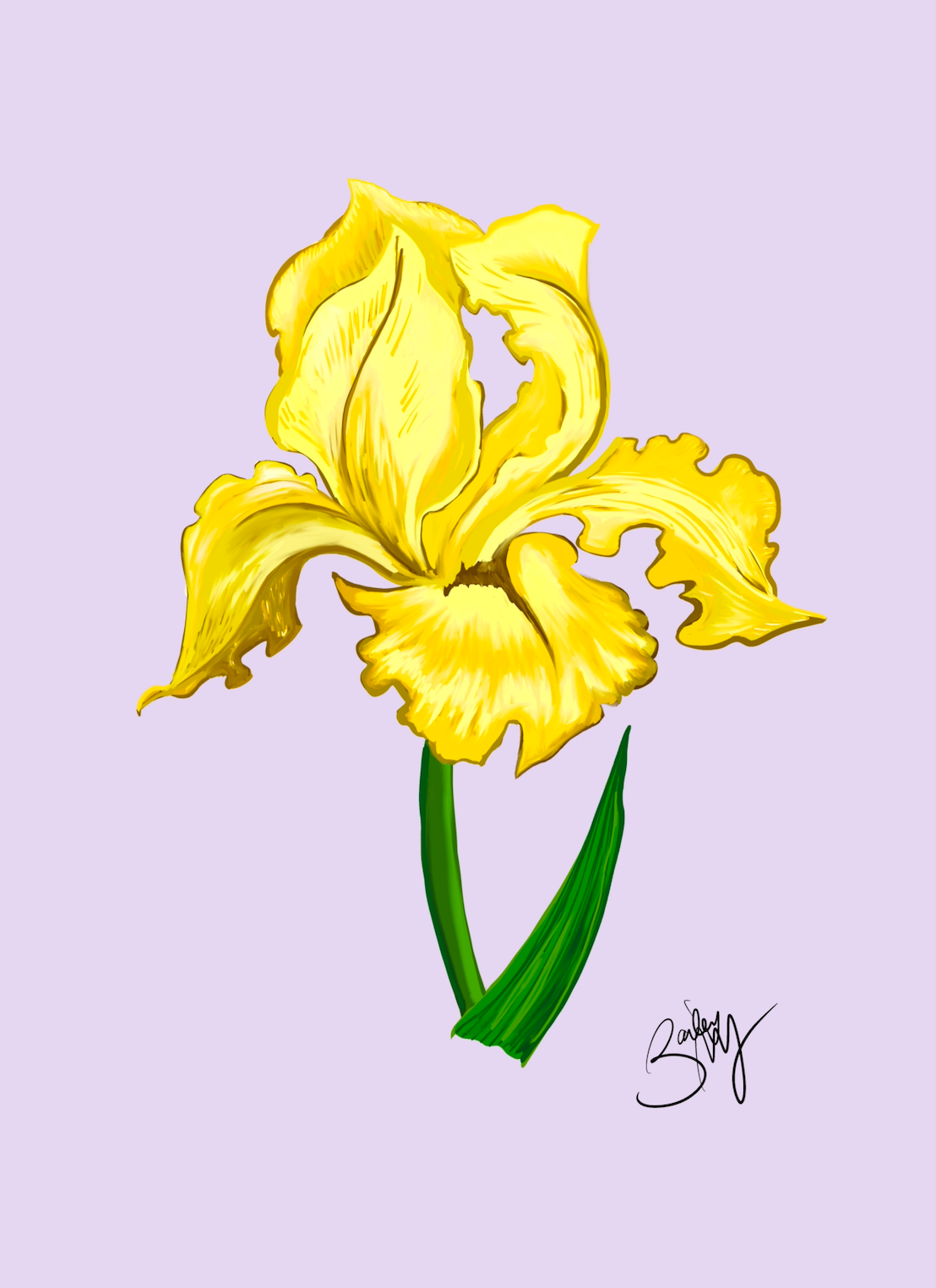 Iris Botanical Art Print- Yellow