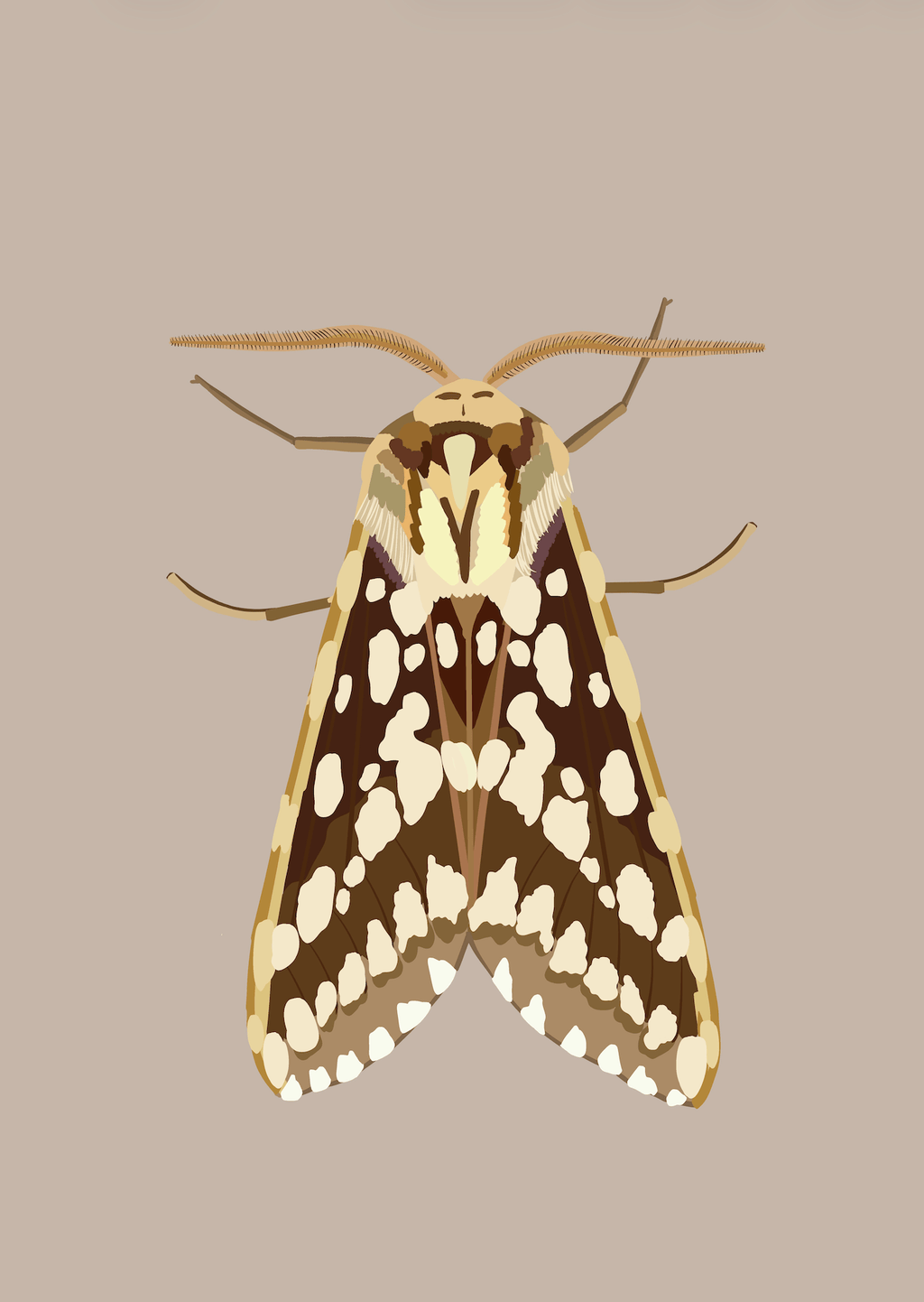 Bailey Made Art Co Coffee & Cream Moth 5x7 / Brown Background Art
