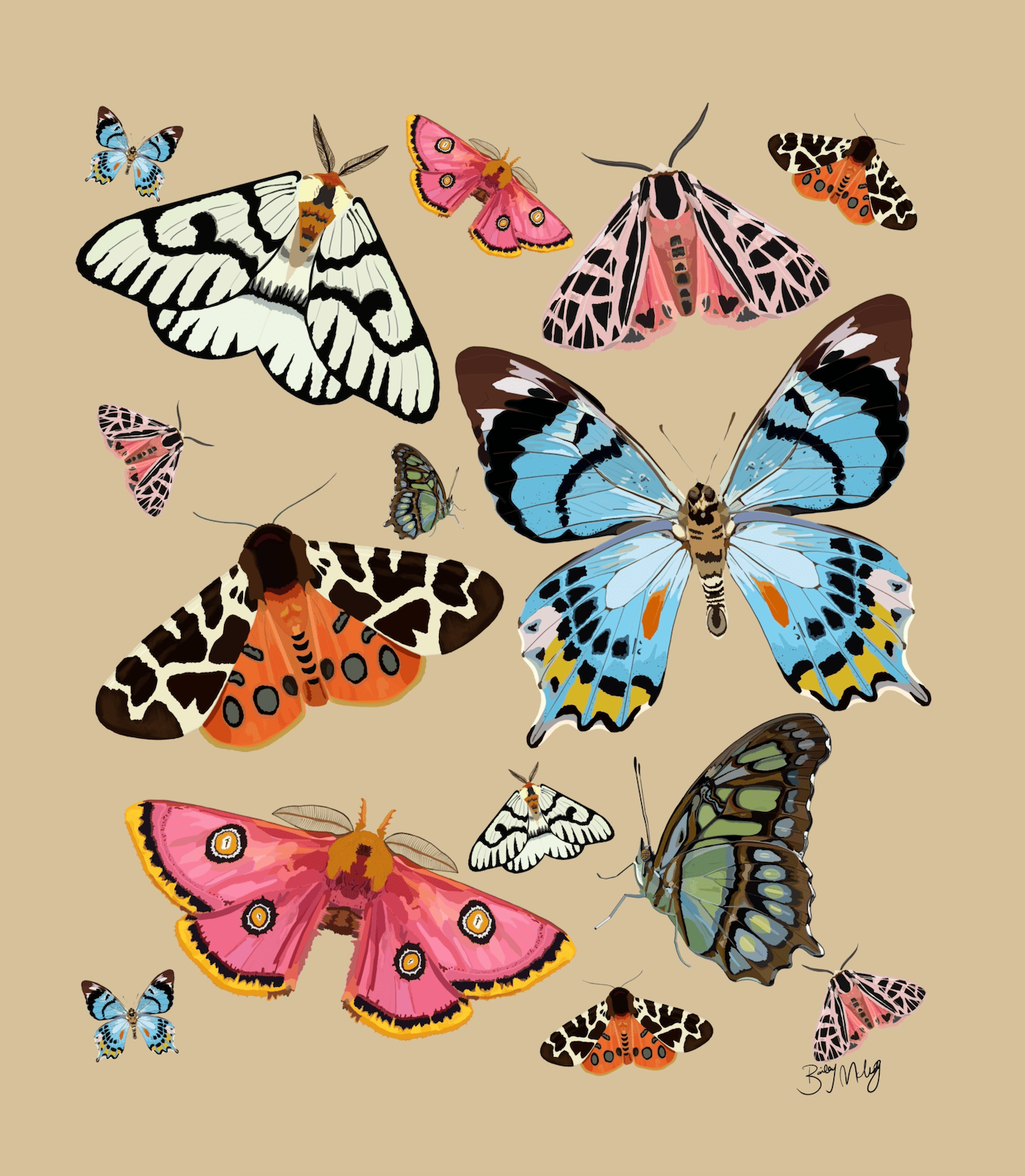 Bailey Made Art Co Butterfly Elegance Art Print 5x7 / BFly on White Art