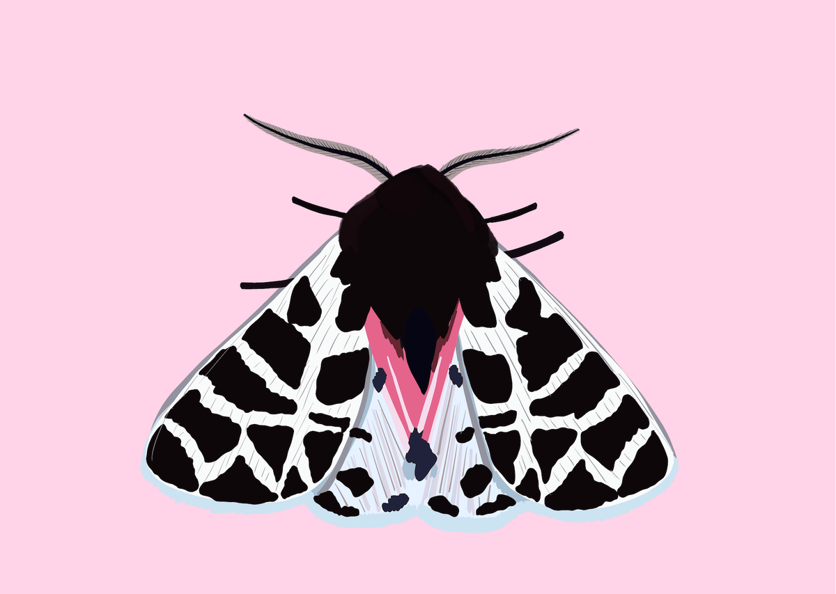 Bailey Made Art Co Lady of the Night Moth Art Print 5x7 / Bubblegum Pink (Horizontal) Art