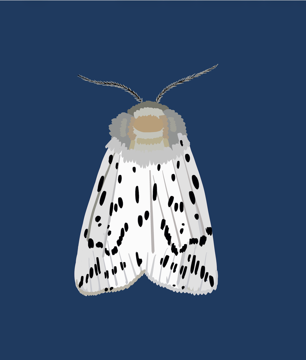 Bailey Made Art Co Miss Dotty Moth Art Print 5x7 / Dark Blue Background Art