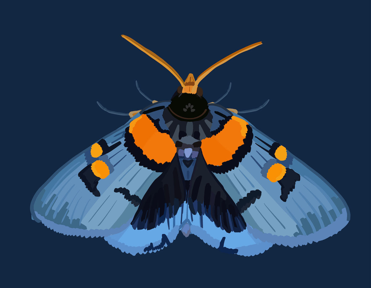 Bailey Made Art Co Blue Blazer Moth Art Print 5x7 / Dark Blue (Horizontal) Art