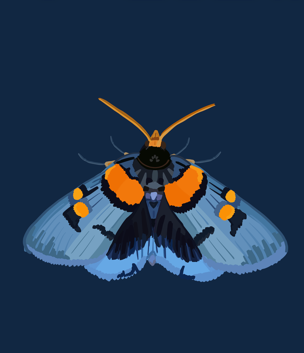 Bailey Made Art Co Blue Blazer Moth Art Print 5x7 / Dark Blue (Vertical) Art
