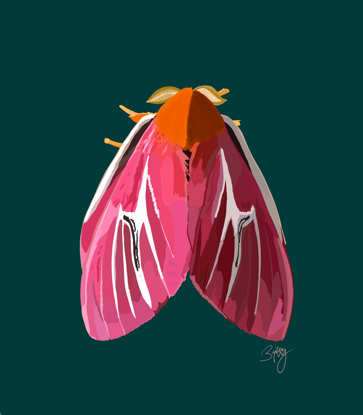 Bailey Made Art Co Rosy Velvet Moth Art Print 5x7 / Green Background Art
