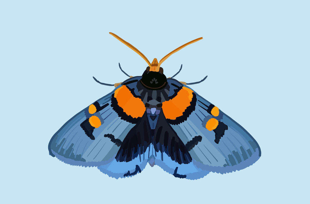 Bailey Made Art Co Blue Blazer Moth Art Print 5x7 / Light Blue (Horizontal) Art