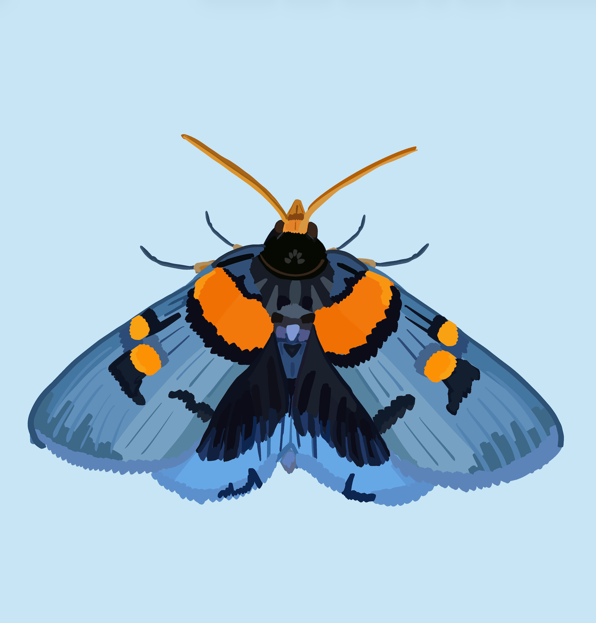 Bailey Made Art Co Blue Blazer Moth Art Print 5x7 / Light Blue (Vertical) Art