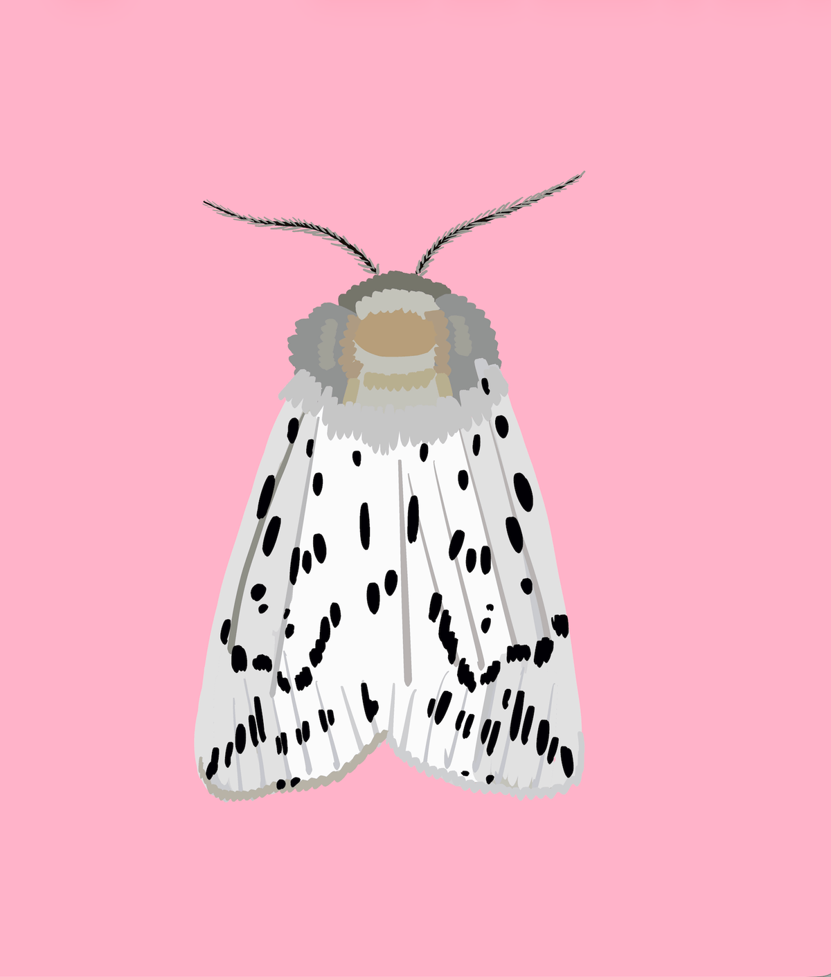 Bailey Made Art Co Miss Dotty Moth Art Print 5x7 / Pink Background Art