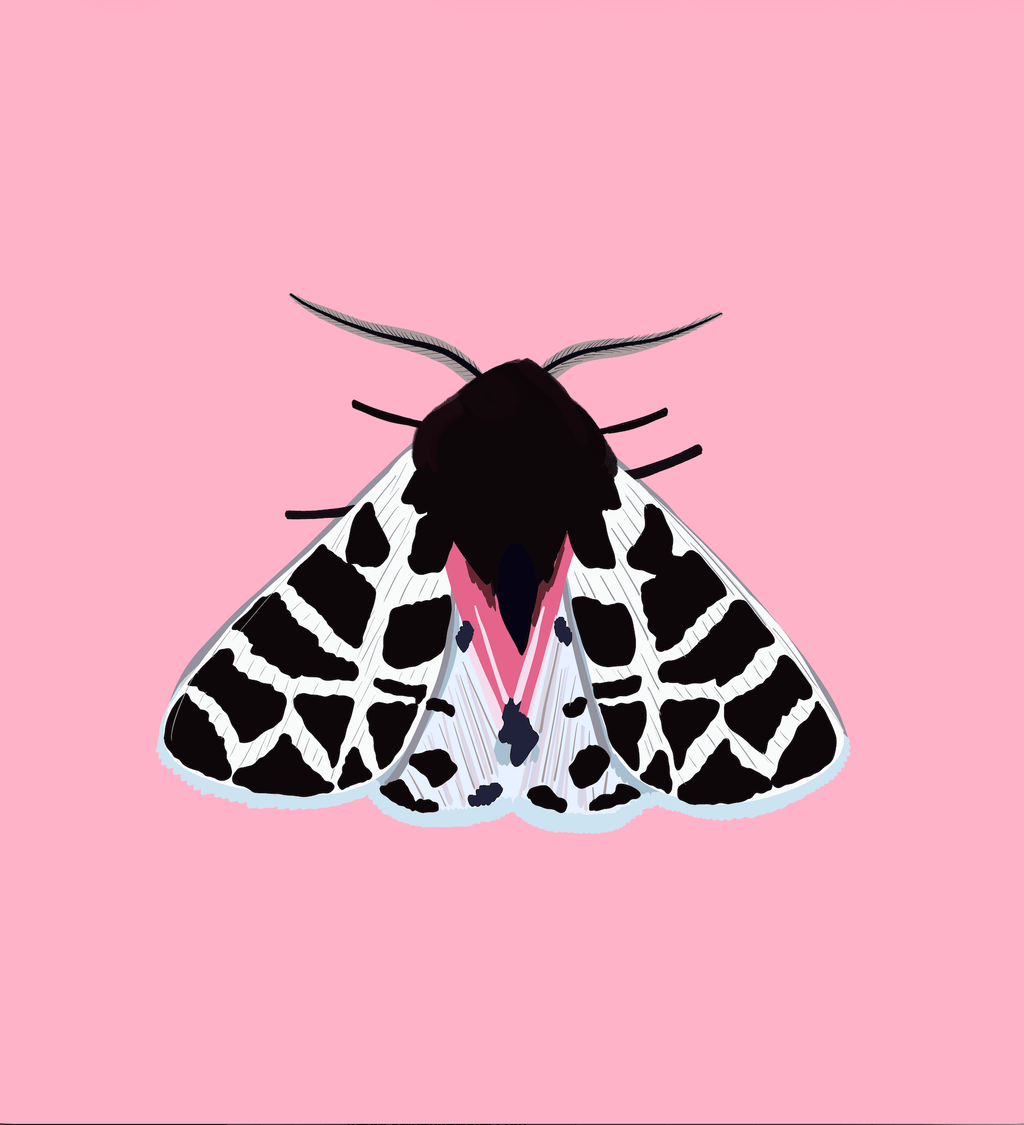 Bailey Made Art Co Lady of the Night Moth Art Print 5x7 / Pink (Vertical) Art