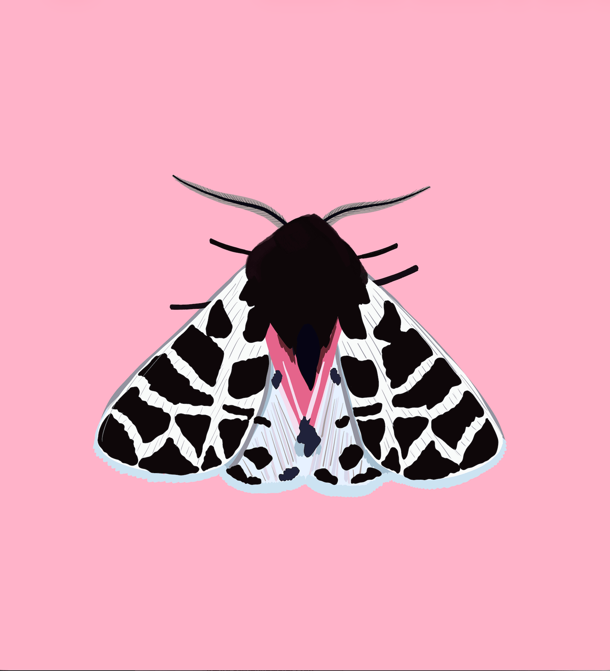 Bailey Made Art Co Lady of the Night Moth Art Print 5x7 / Pink (Vertical) Art