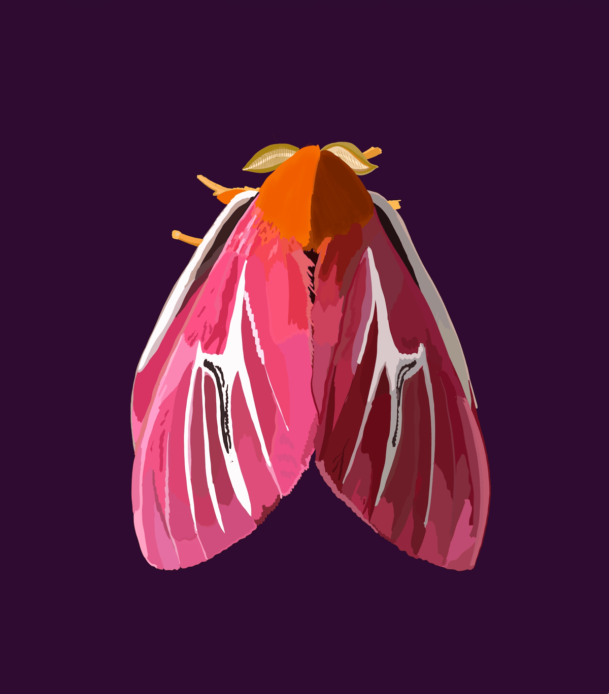 Bailey Made Art Co Rosy Velvet Moth Art Print 5x7 / Purple Background Art
