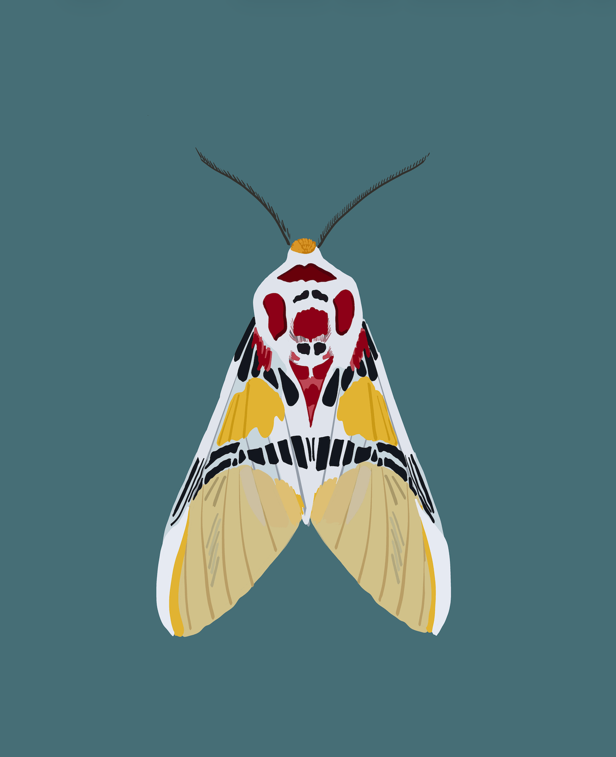 Bailey Made Art Co Crimson Sun Moth Art Print 5x7 / Teal Background Art