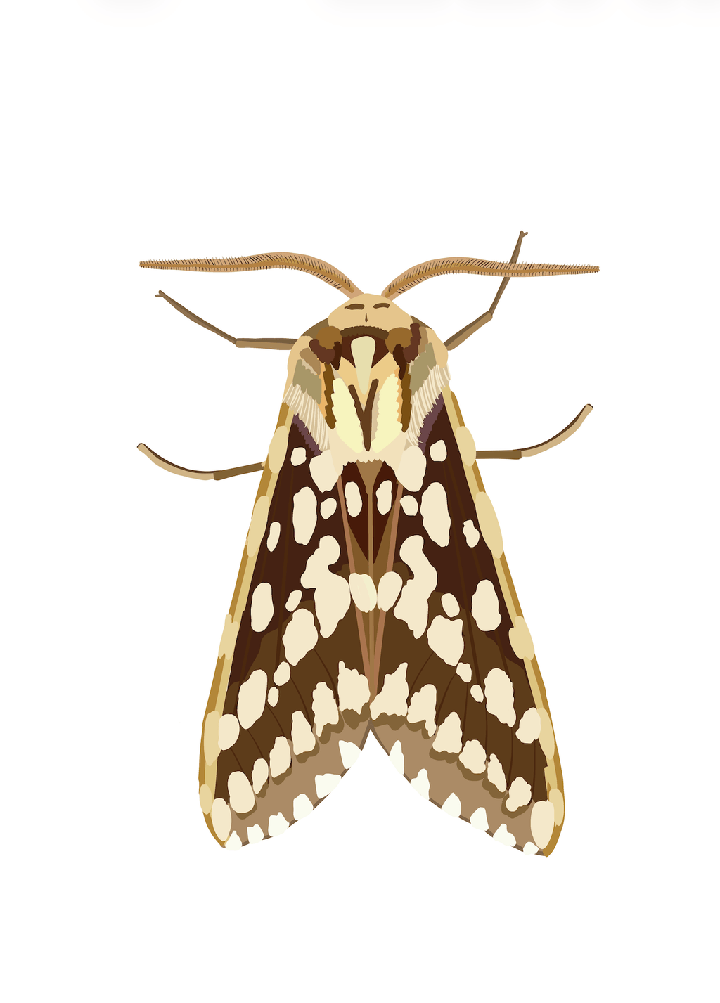 Bailey Made Art Co Coffee & Cream Moth 5x7 / White Background Art