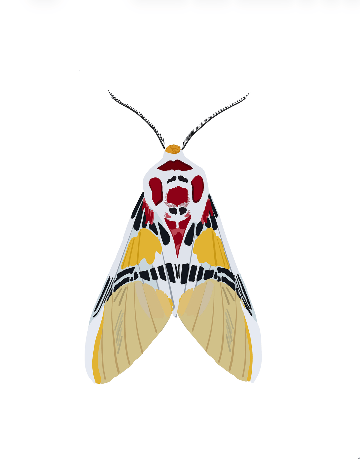 Bailey Made Art Co Crimson Sun Moth Art Print 5x7 / White Background Art