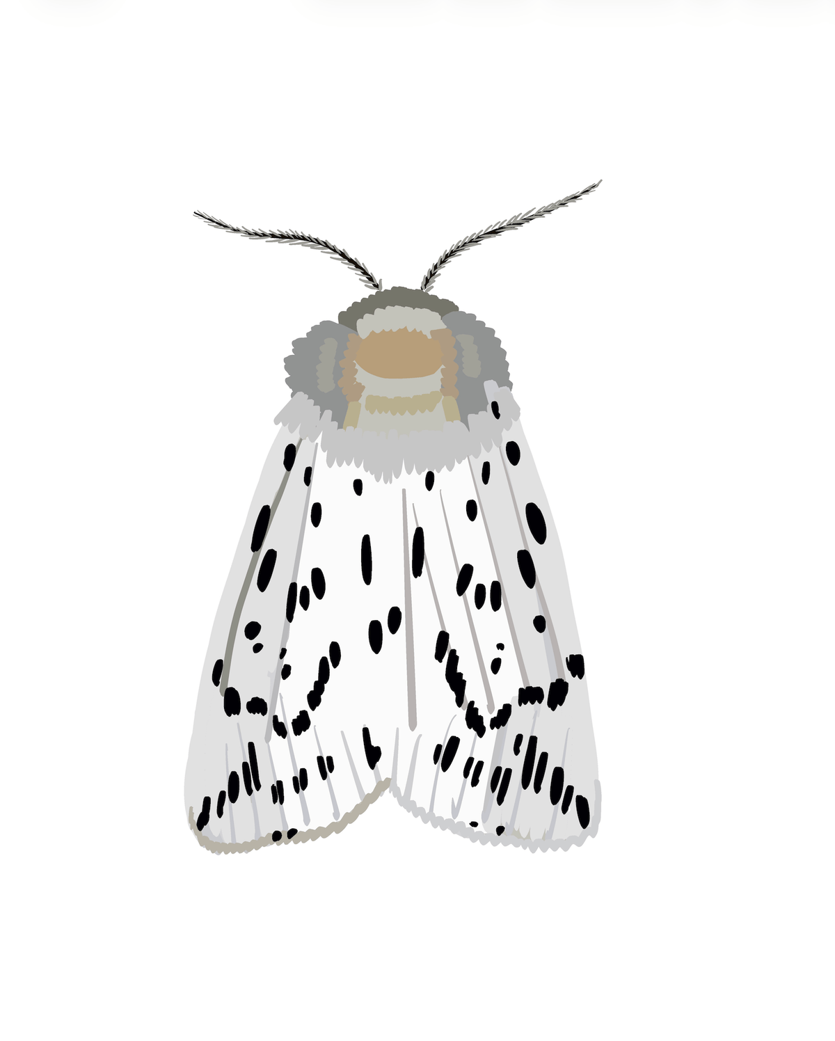 Bailey Made Art Co Miss Dotty Moth Art Print 5x7 / White Background Art