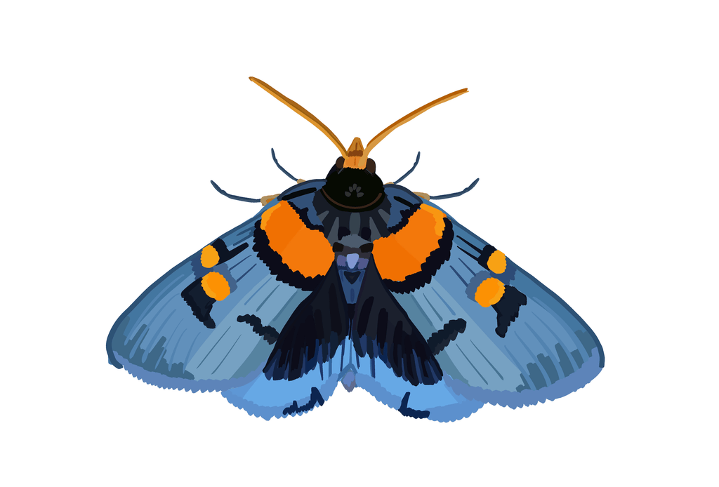 Bailey Made Art Co Blue Blazer Moth Art Print 5x7 / White (Horizontal) Art