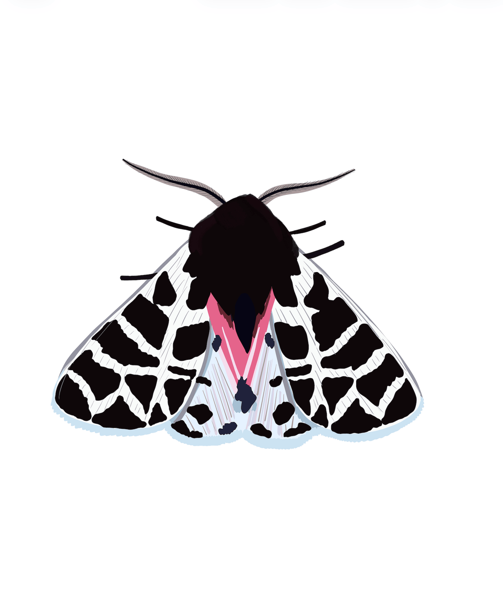 Bailey Made Art Co Lady of the Night Moth Art Print 5x7 / White (Vertical) Art
