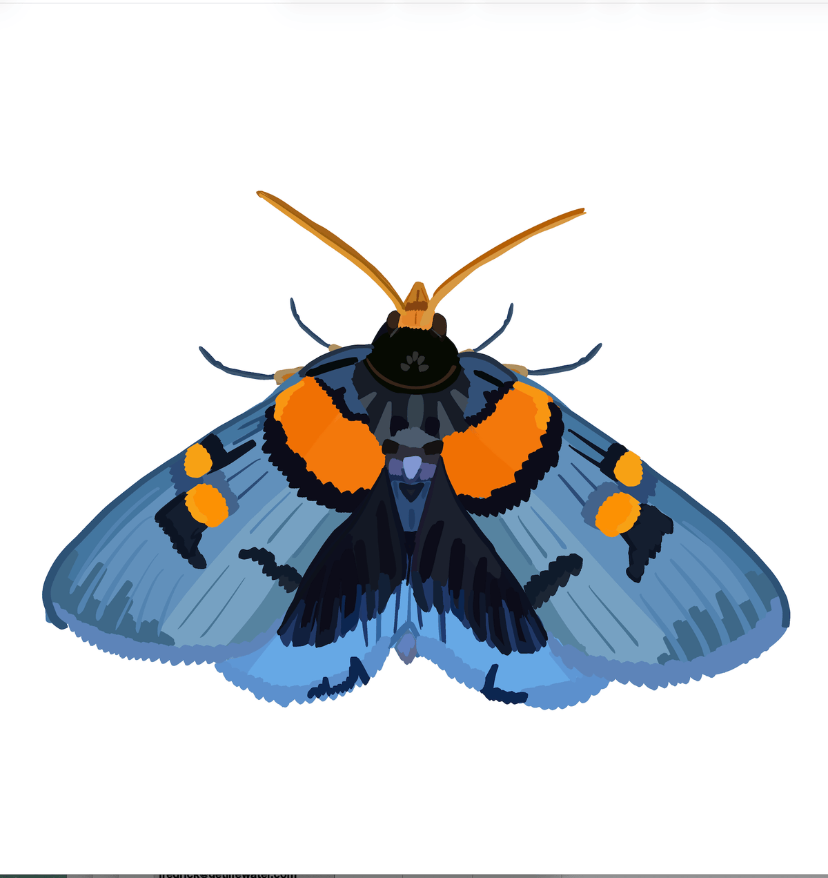 Bailey Made Art Co Blue Blazer Moth Art Print Art