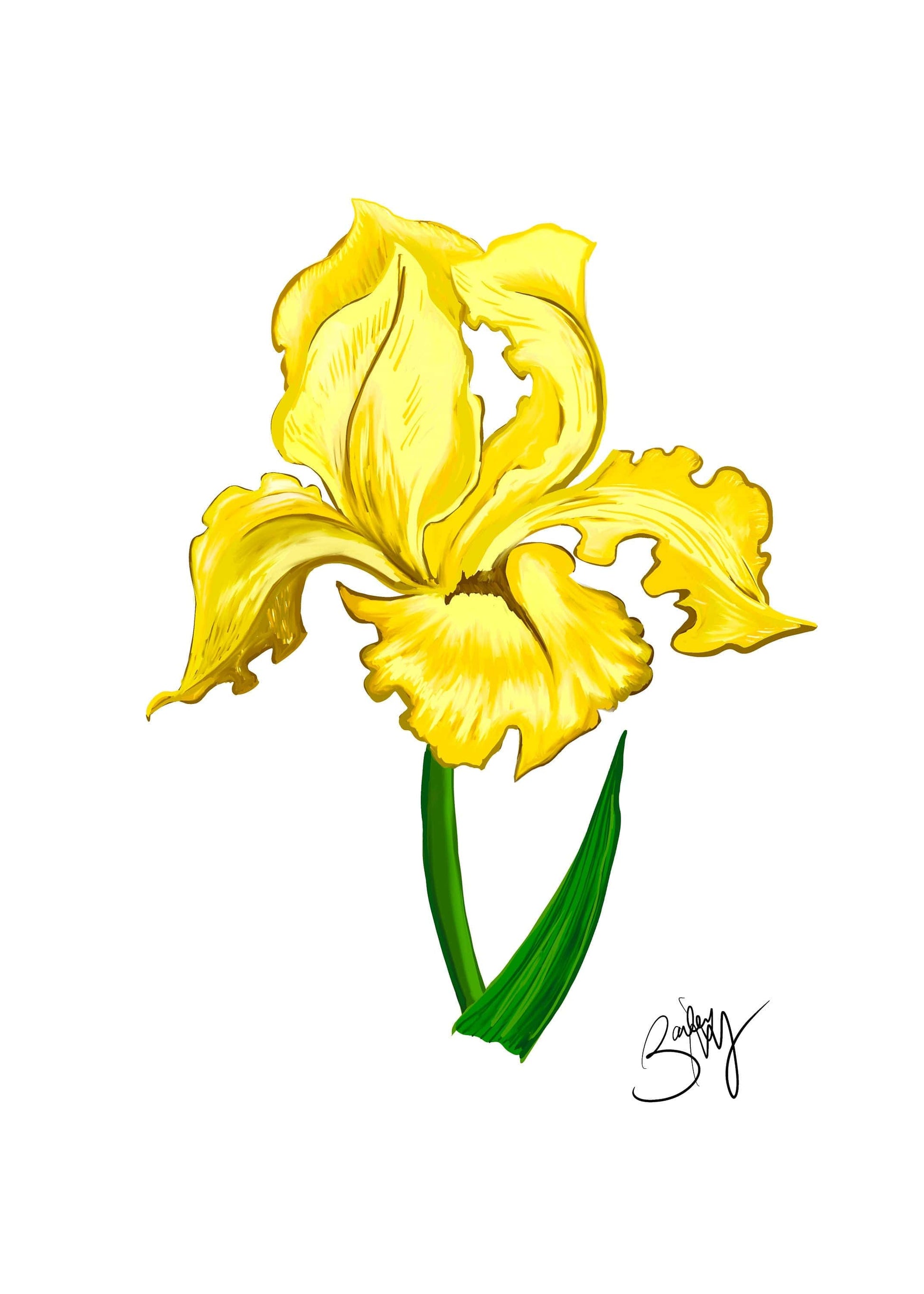Bailey Made Art Co Iris Botanical Art Print- Yellow Art