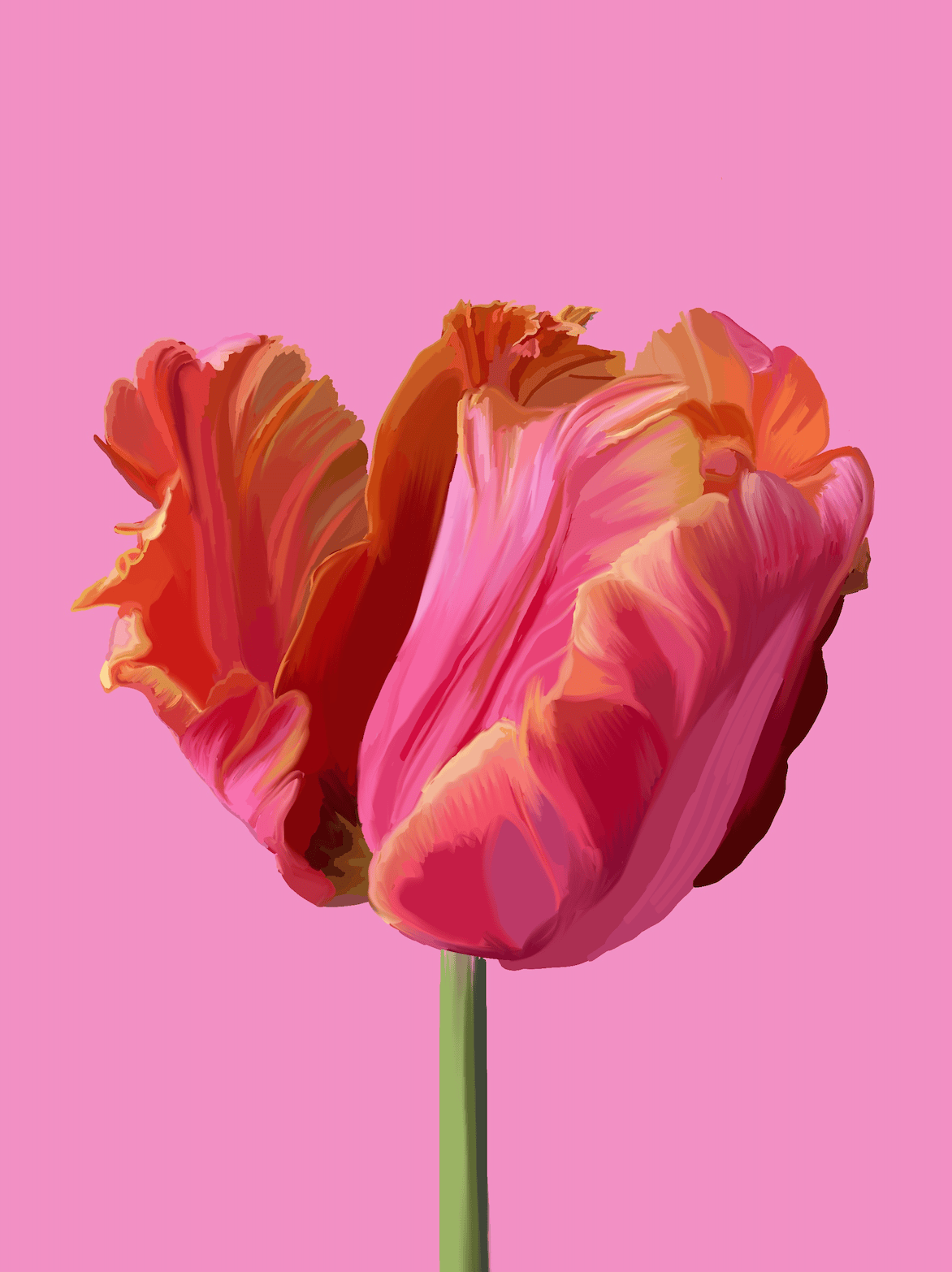 Bailey Made Art Co Pink Tulip Art Print Art