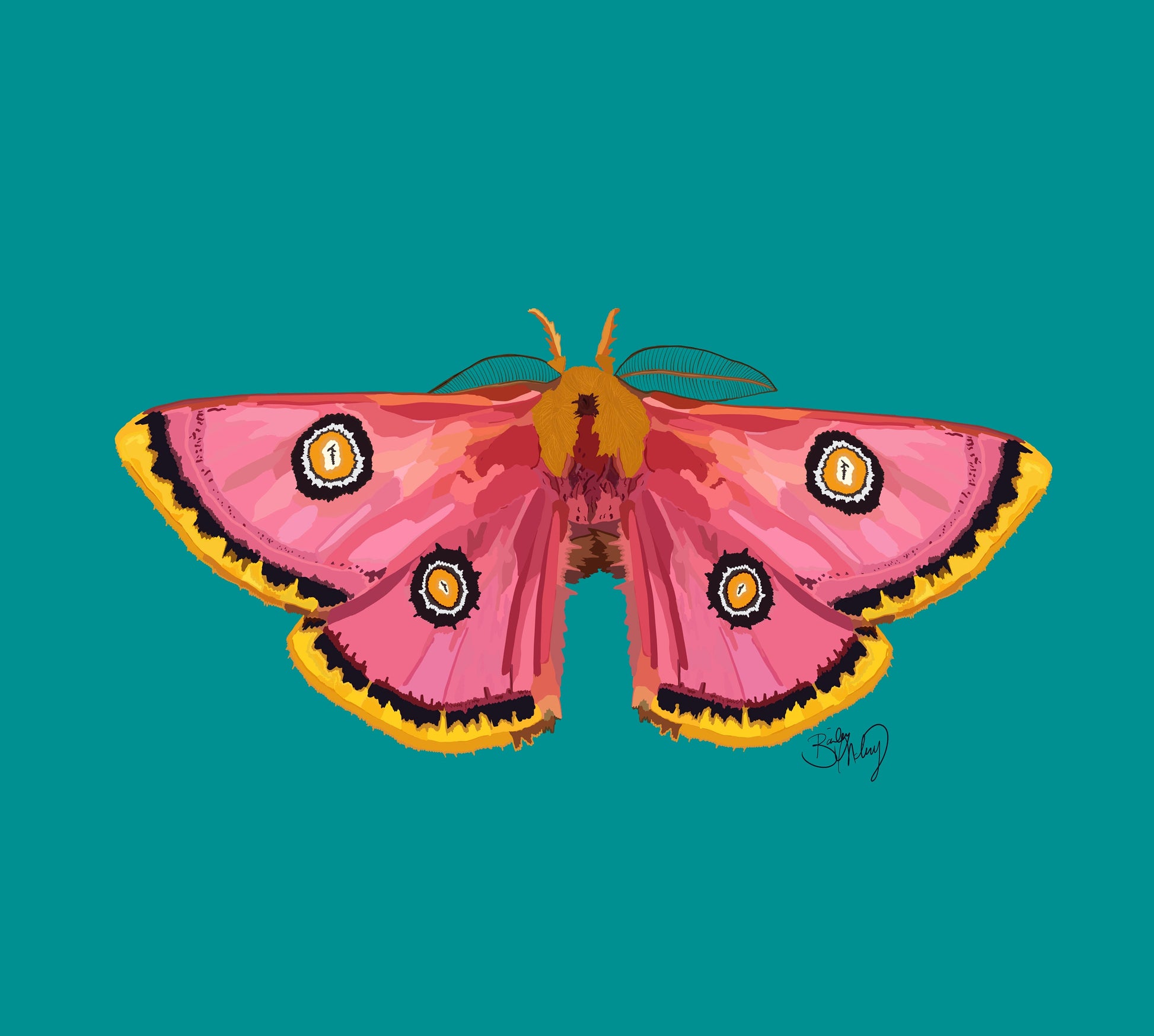 Moth Print (Teal)