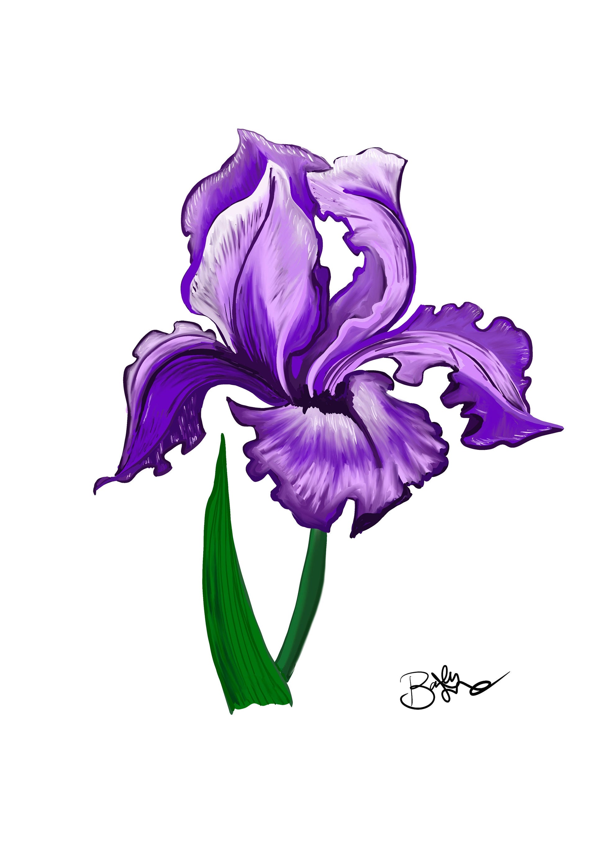 Iris Botanical Art Print Purple