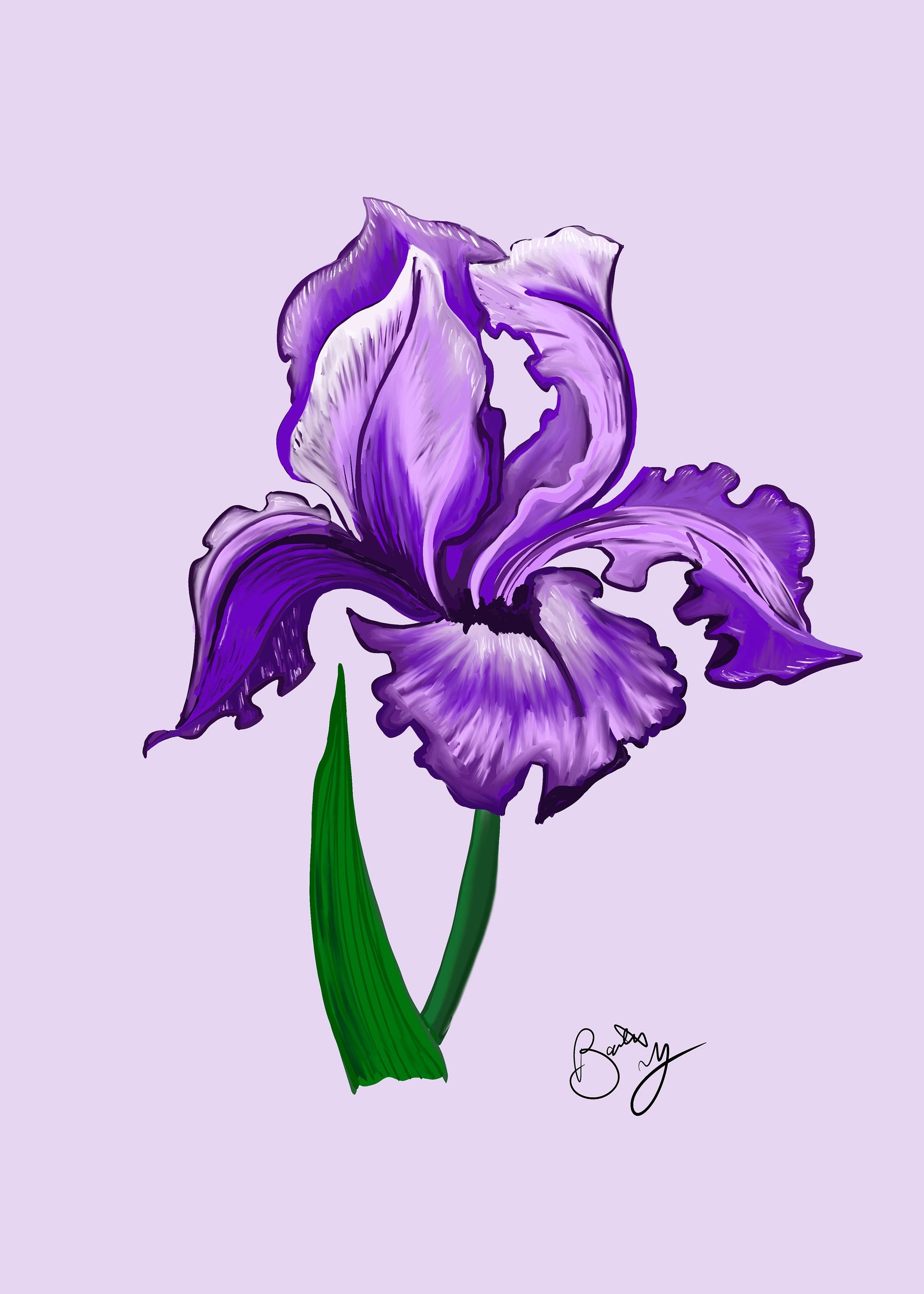 Iris Botanical Art Print Purple